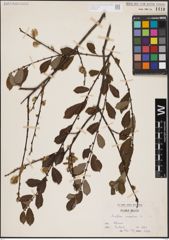 Foto von Salix aurita L.